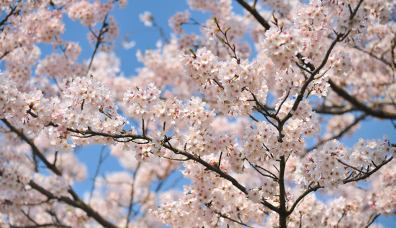 両岸を彩る桜
