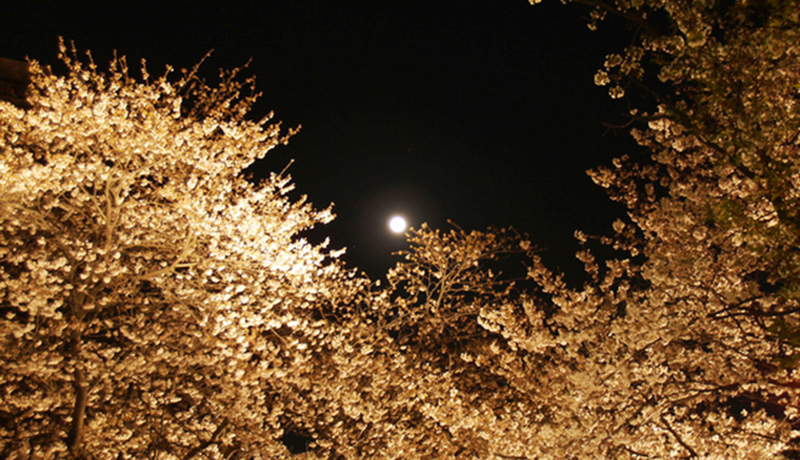 大岡川両岸の桜並木