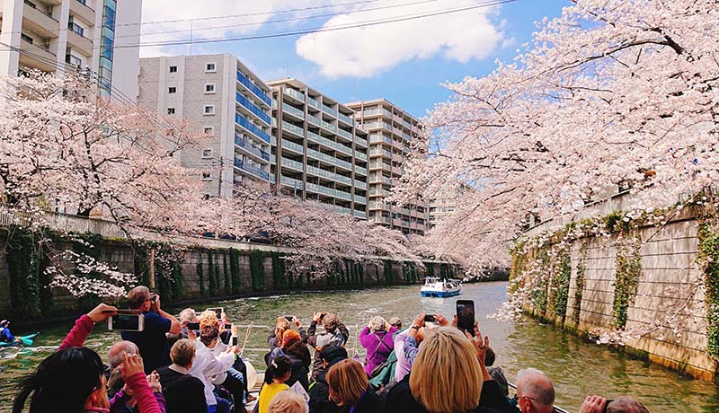 視界360°桜のパラダイス!