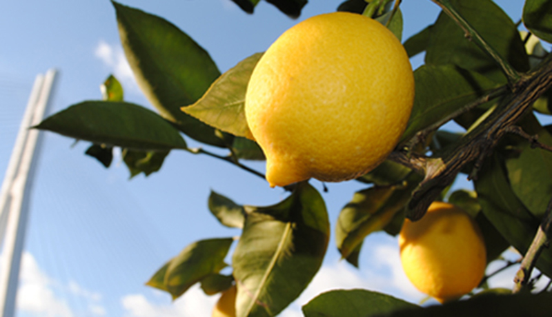 皮まで食べられる安全・安心な瀬戸田産レモンを使用