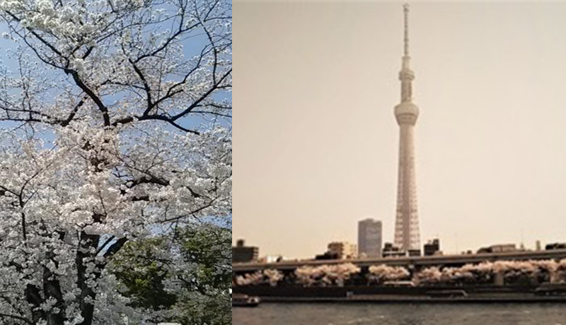隅田川沿いの桜並木と東京スカイツリー
